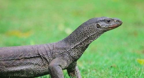 印度巨蜥爆料视频最新,惊心动魄的生存挑战与自然奇观